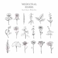 Free vector hand drawn medical herbs collection