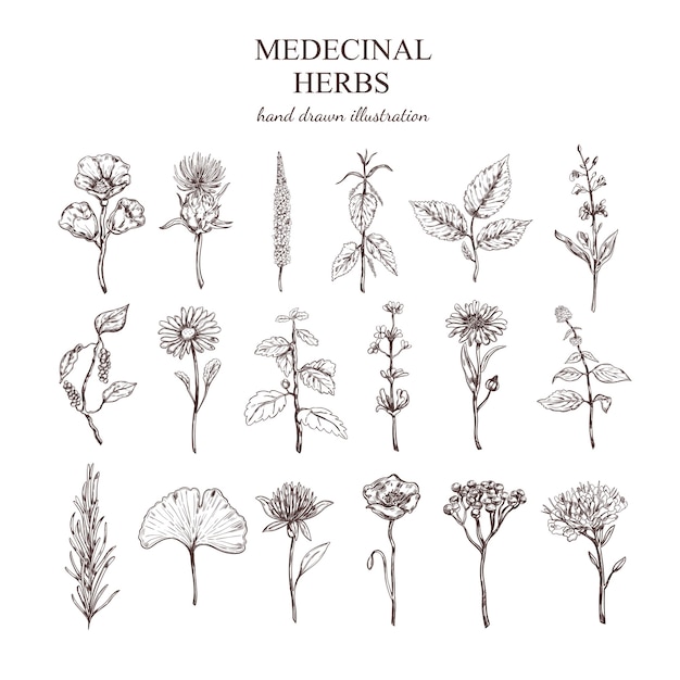 Hand Drawn Medical Herbs Collection