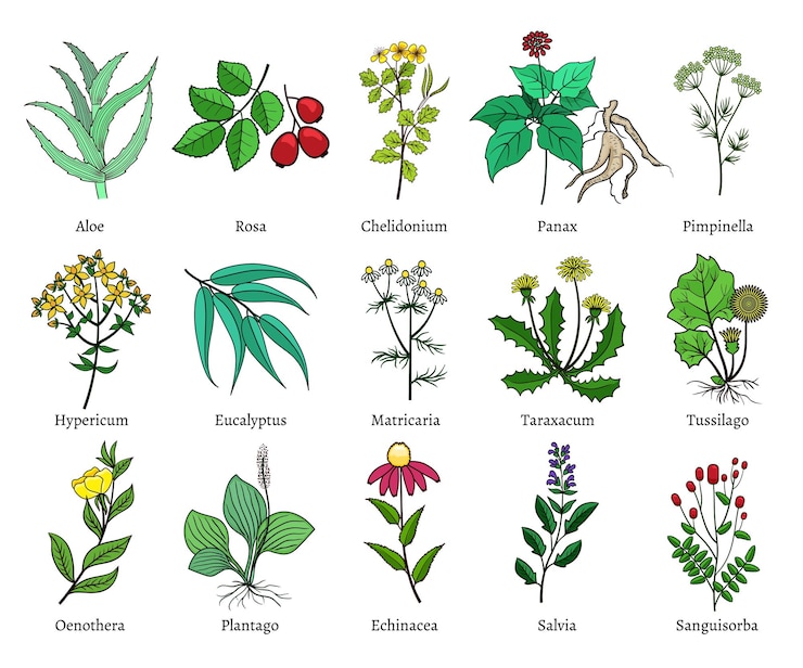 Free Vector hand drawn medical herbs. green isolated on white background