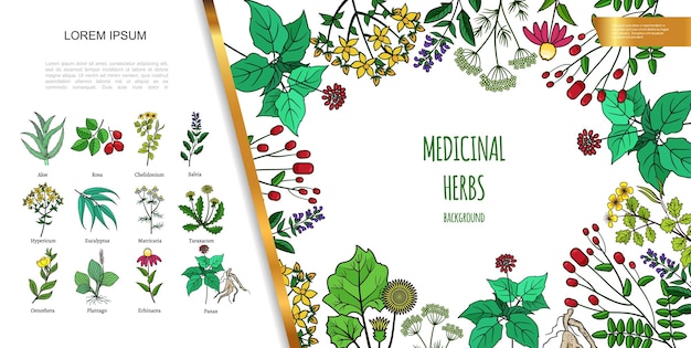 Hand drawn medicinal herbs with different medical drug and healthy plants illustration