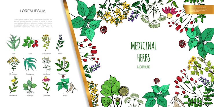 Free Vector hand drawn medicinal herbs with different medical drug and healthy plants illustration