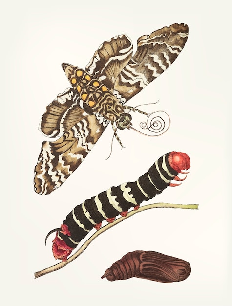 Hand drawn metamorphosis of cassava sphinx