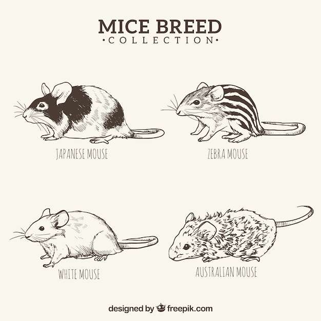 Free vector hand drawn mice breed set