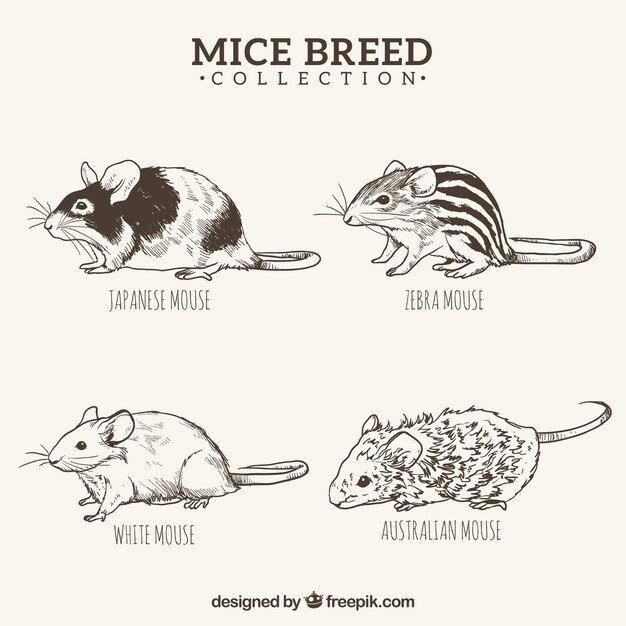 Hand drawn mice breed set