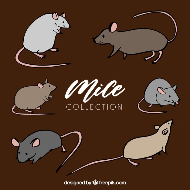 Текст про мышь