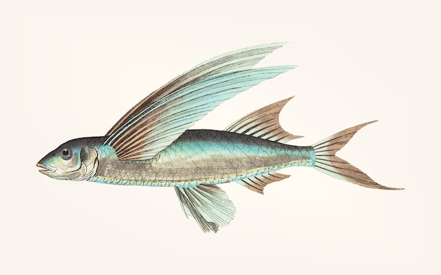 Free vector hand drawn of middle-finned flyingfish