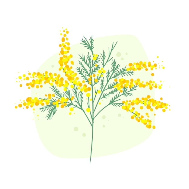 Hand drawn mimosa illustration