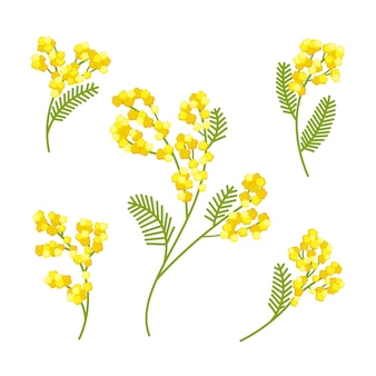 Illustrazione della pianta della mimosa disegnata a mano