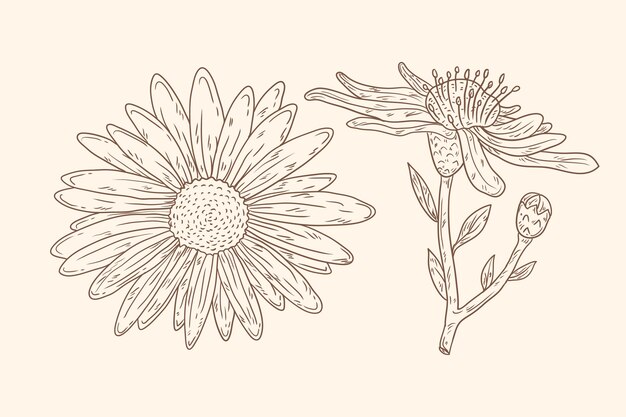 Hand drawn minimalist daisies outline