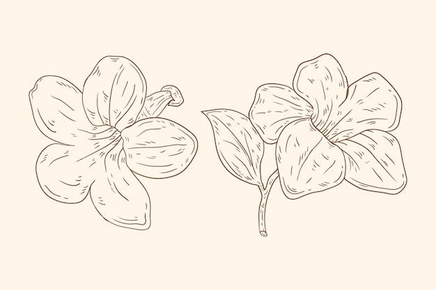 Hand drawn minimalist flowers outline