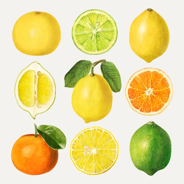 Hand drawn mixed citrus fruit set