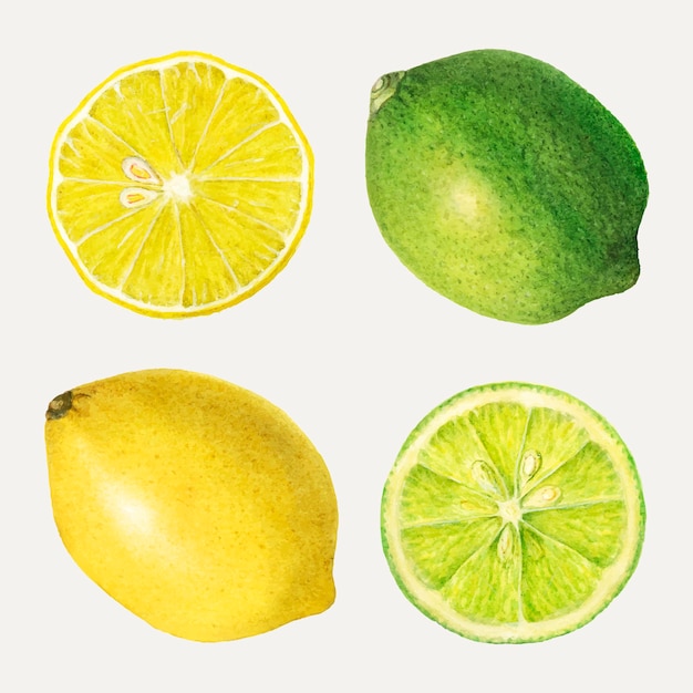 Hand drawn mixed citrus fruit set