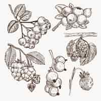 Бесплатное векторное изображение Коллекция рисованной монохромных фруктов