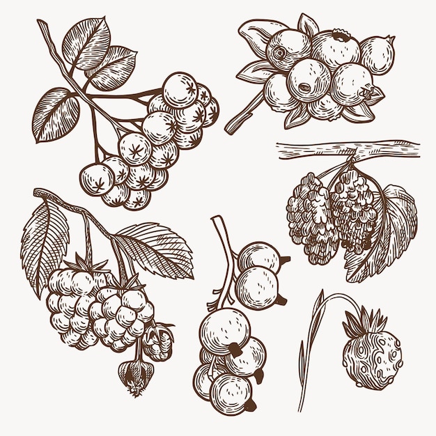 Hand drawn monochrome fruit collection