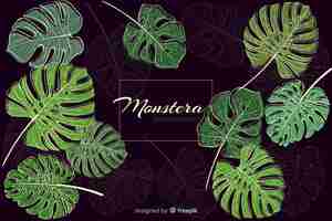 Free vector hand drawn monstera background