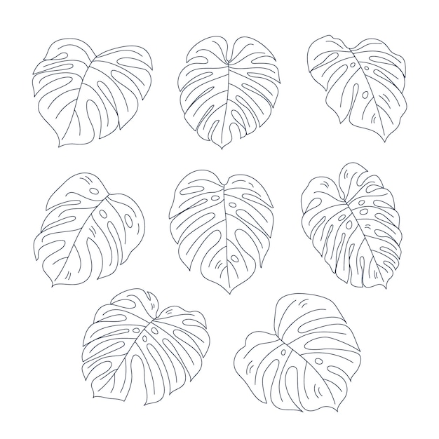 Free vector hand drawn monstera leaf illustration