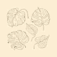 Free vector hand drawn monstera leaf illustration