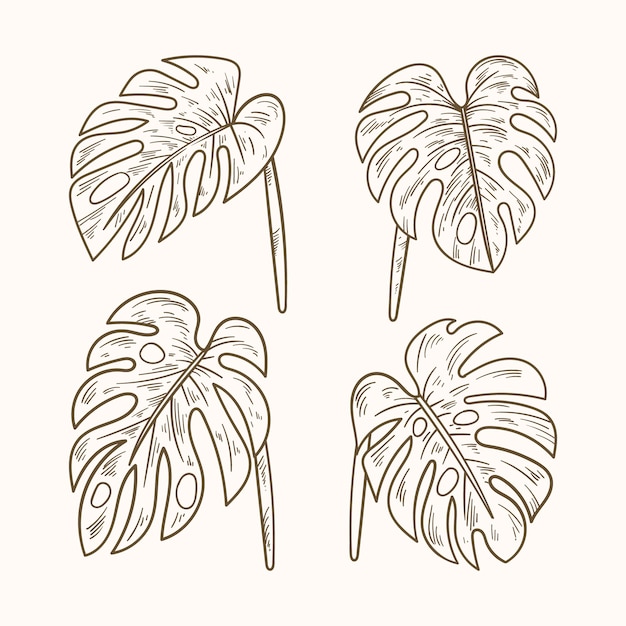 Hand drawn monstera leaf outline illustration