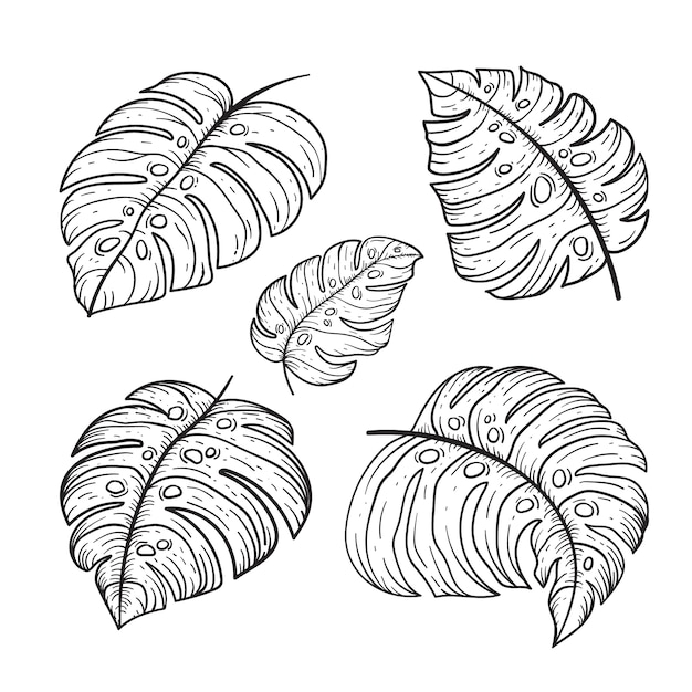 Hand drawn monstera leaf outline illustration