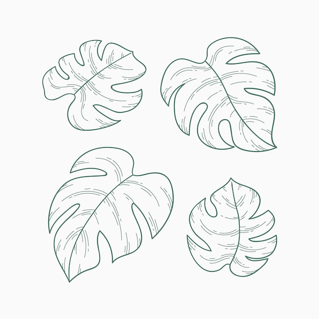 Illustrazione disegnata a mano del profilo della foglia di monstera