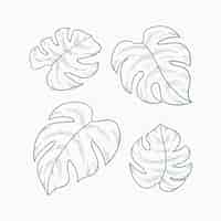 Free vector hand drawn monstera leaf outline illustration