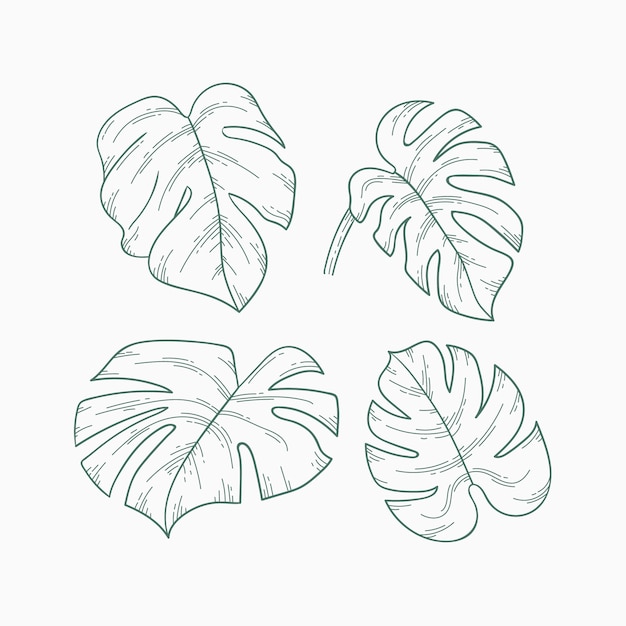 Illustrazione disegnata a mano del profilo della foglia di monstera