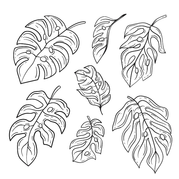 Hand drawn monstera leaf outline illustration