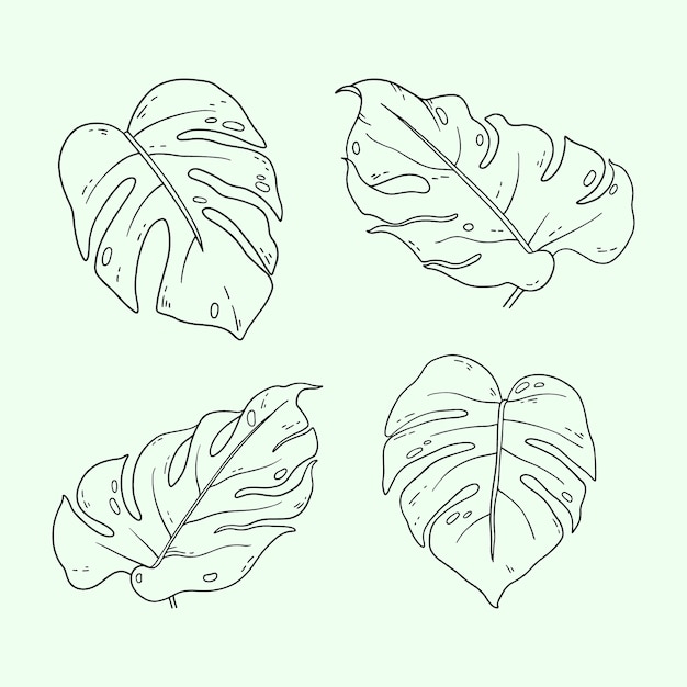 Hand drawn monstera leaf outline illustration