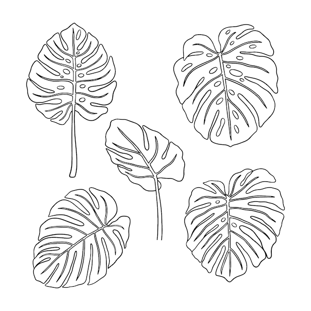 Illustrazione disegnata a mano del profilo della foglia di monstera