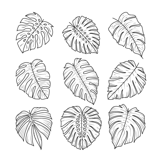 Illustrazione disegnata a mano del profilo della foglia di monstera