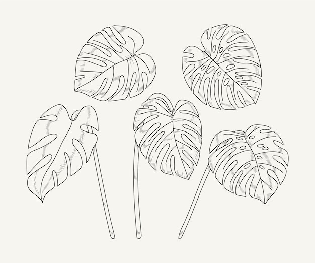 Illustrazione disegnata a mano del profilo della foglia di monstera