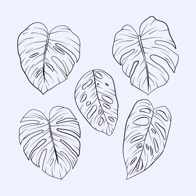 Hand drawn monstera leaf outline illustration