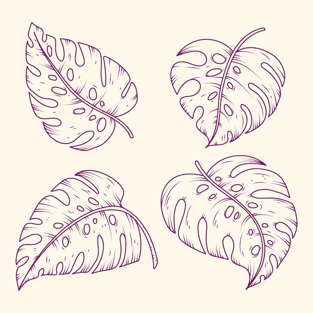 Hand drawn monstera leaf outline illustration