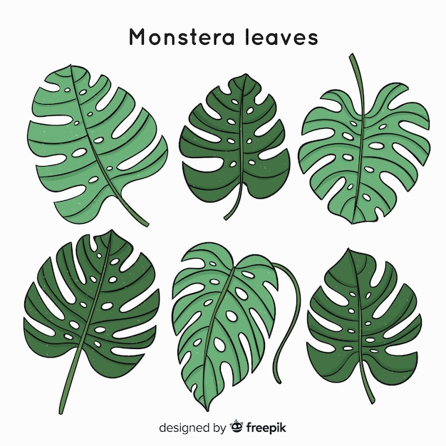 Vettore gratuito collezione di foglie disegnate a mano di monstera