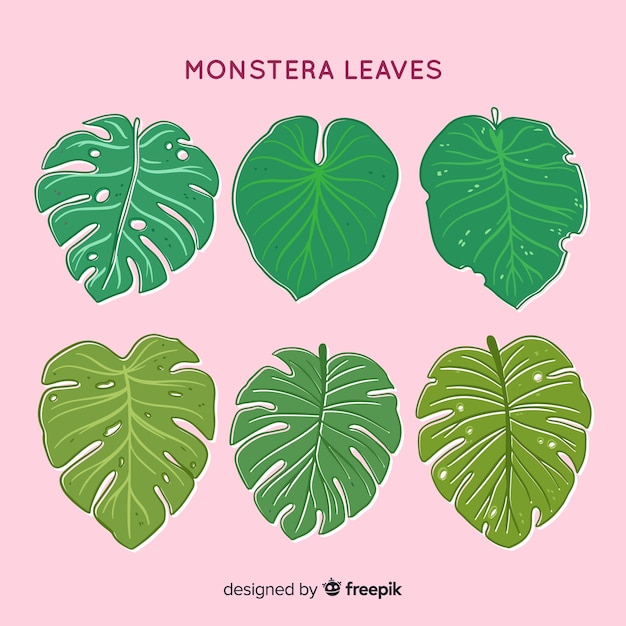 Vettore gratuito collezione di foglie disegnate a mano di monstera