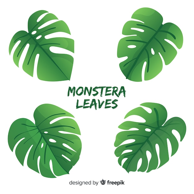 Vettore gratuito collezione di foglie disegnate a mano di monstera