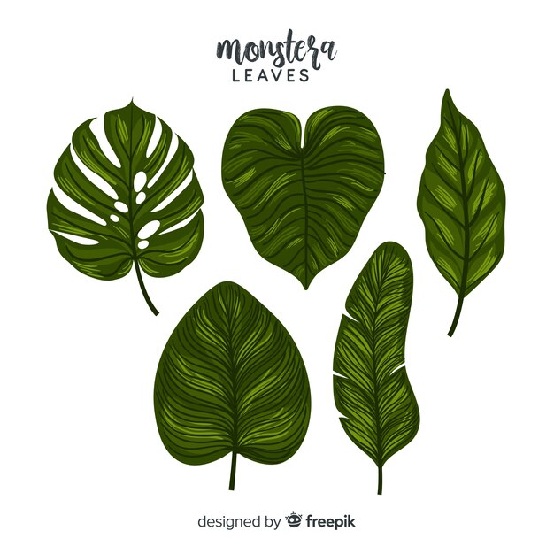 Hand drawn monstera leaves pack