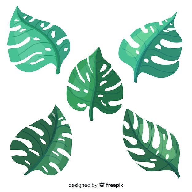 Hand drawn monstera leaves pack