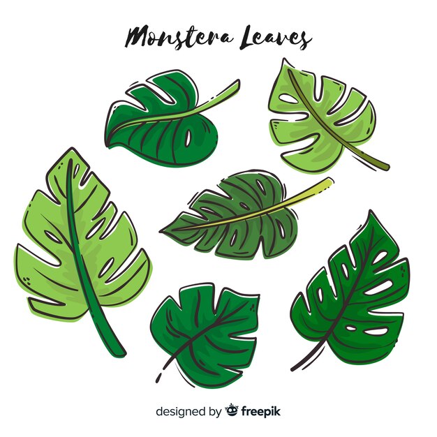 Hand drawn monstera leaves pack