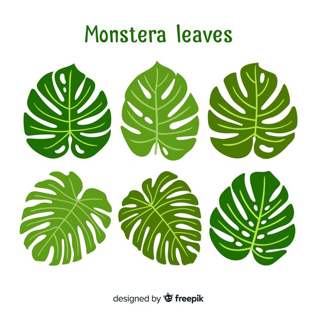 Hand drawn monstera leaves