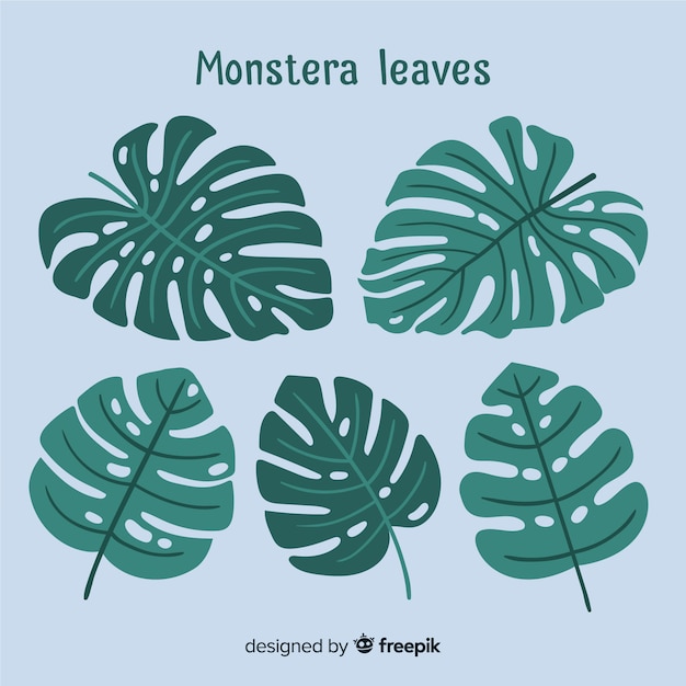 Vettore gratuito foglie disegnate a mano di monstera