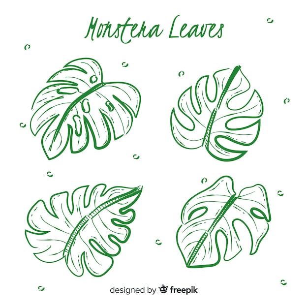 Free vector hand drawn monstera leaves