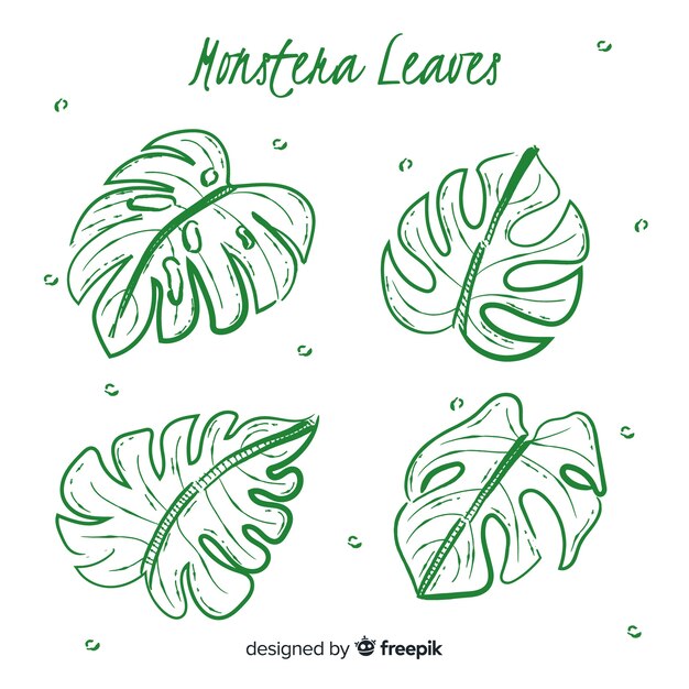 Hand drawn monstera leaves