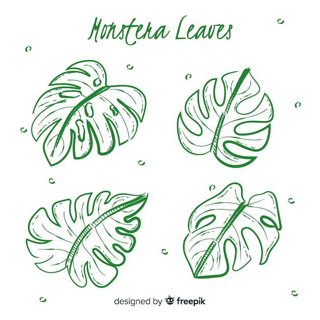 Hand drawn monstera leaves