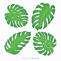 Vettore gratuito foglie disegnate a mano di monstera