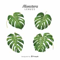 Free vector hand drawn monstera leaves