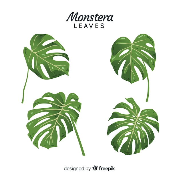 Free vector hand drawn monstera leaves