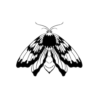 Hand drawn moth vector illustration