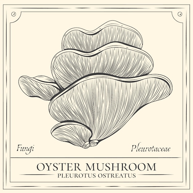 Free vector hand drawn mushroom outline illustration