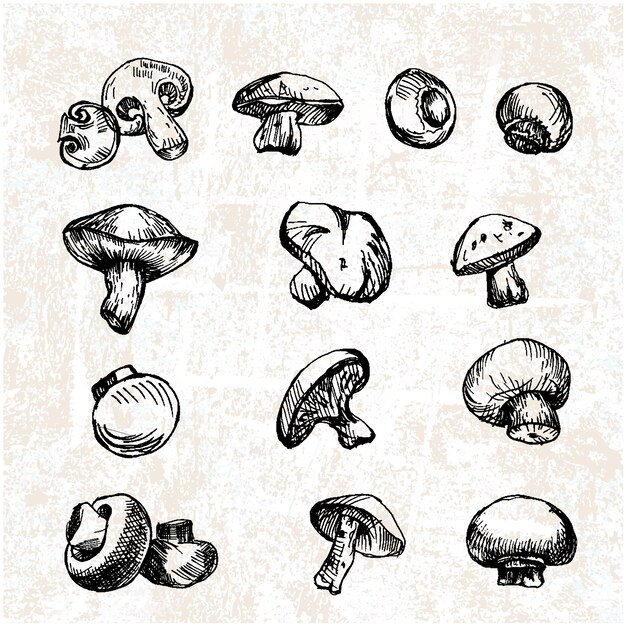 Hand drawn mushrooms collection